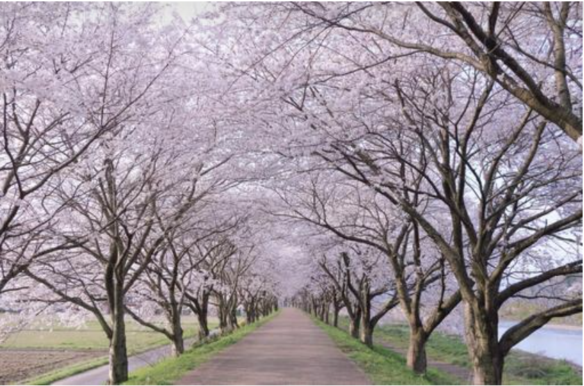 5月からのmanpucu garden